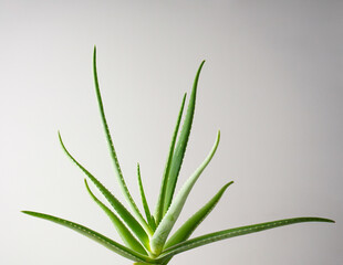 Aloe vera in a gray background, closeup.