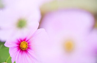 花の隙間から覗いた一輪のピンク色のコスモスの花