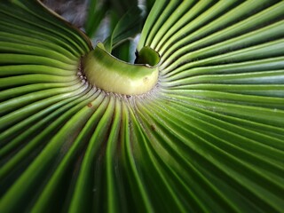 closeup of a palm leaf
