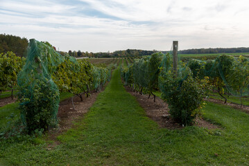 Fototapeta na wymiar Rows Of Grapes Growing In A Wisconsin Vineyard On The Niagara Escarpment