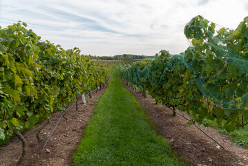 Fototapeta na wymiar Rows Of Grapes Growing In A Wisconsin Vineyard On The Niagara Escarpment