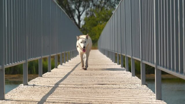 Slow Motion White dog running across the bridge over the lake