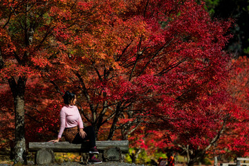 young asian tourist woman sitting relax in morning sun on wooden in autumn leaves season at the...