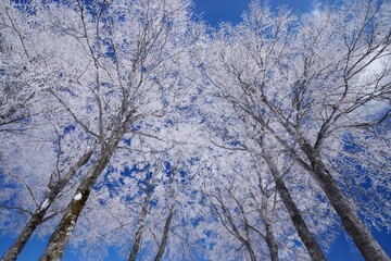 冬景色　青空に映える霧氷林