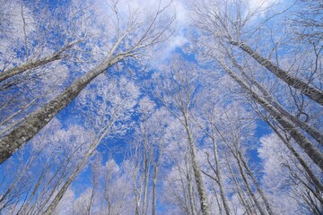 冬景色　青空に映える霧氷林