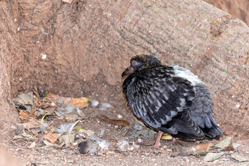 Old pigeon ready to die