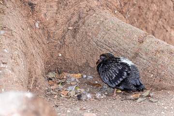 Old pigeon ready to die