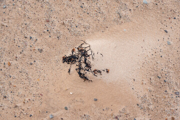 Top view on different color pebbles and dry seaweed in the wet sand making abstract pattern