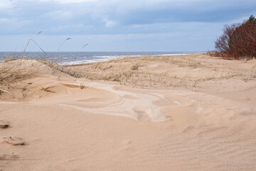 Sandy dunes grown by dry grass by Baltic sea on early spring
