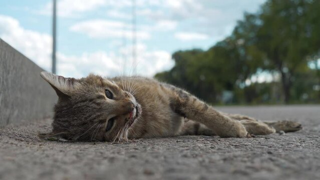 Cat ran across roadway and was hit by car. Dead cat lies on highway, cars drives on road. You cannot cross the road in the wrong place
