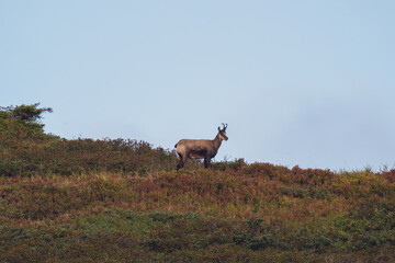 Chamois buck on the autumnal mountains at a september morning