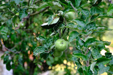 Close-up of fresh organic green apples on tree.