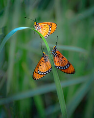 Obraz premium Three butterfly monarchs perched on a blade of grass.