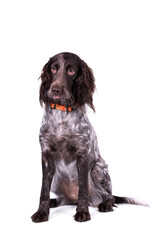 portrait of German Spaniel Dog - Deutscher Wachtelhund - Polish Hunting Spaniels