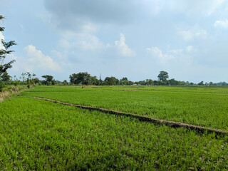 expanse of green rice fields and bright blue sky