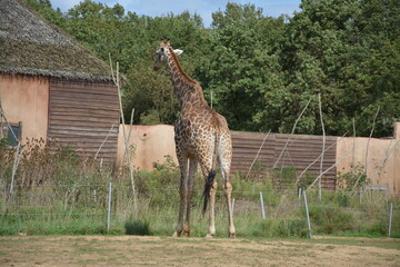 Girafe du Cap
