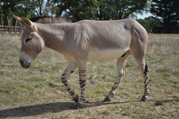 Âne sauvage de Somalie
