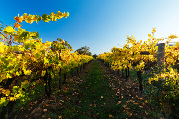 Yarra Valley Vineyard in Australia