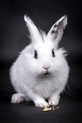 The portrait of white rabbit