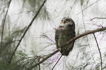 Little Owl stand out of the hollow on an old tree.
