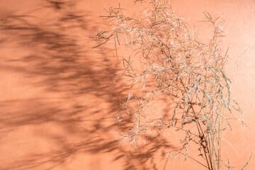 dried flower on a light terracotta background. Copy space and shadows.