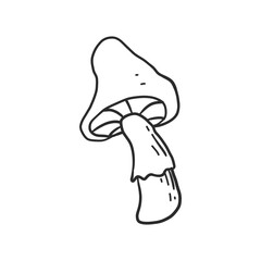 hand drawn illustration of fungus. simple and minimal design for element decoration. pencil sketch drawing in graphic.