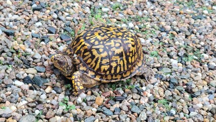 Turtle crossing driveway. Turtle walking on stones and gravel