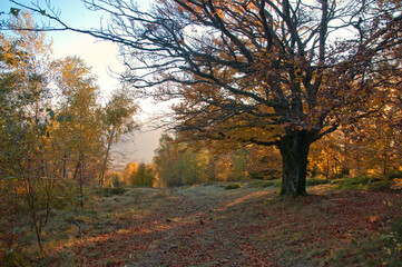 Autumn in the Beskids, Równica, Ustroń, Poland