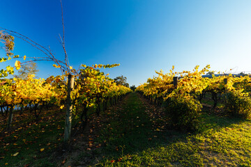 Yarra Valley Vineyard in Australia