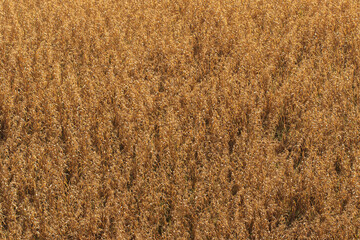 The field of barley in autumn views.