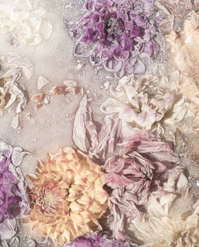 conceptual art of frozen flowers in ice water and milk in closeup