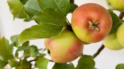 apples on a branch