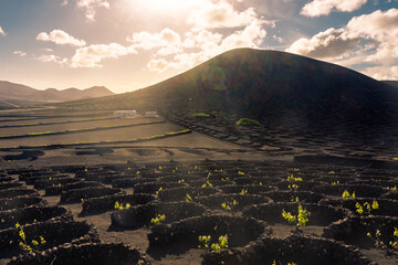Landscape of the volcanic vineyards of La Geria, in Lanzarote, Canary Islands,  Spain