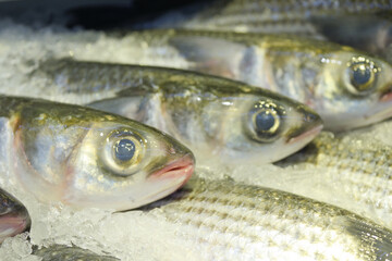 raw tuna fish on ice close up 