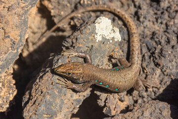 Atlantic lizard (gallotia atlantica), endemic lizard of Lanzarote island, over solified lava, Canary Islands,  Spain