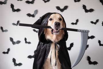 A dog dressed to death with a Halloween scythe. A golden retriever sits on a white background with...