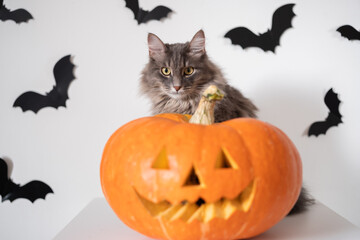 Halloween cat in witch costume with carved pumpkin and bats. A card with a pet for All Saints' Day.