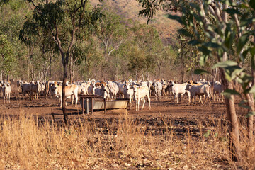 Obraz na płótnie Canvas Herd of white cattle in the australian bush in the Northern Territory, Australia