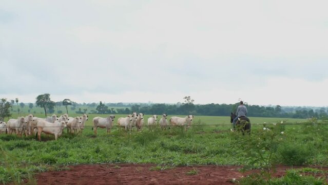 Fazenda Gado Corte Mato Grosso