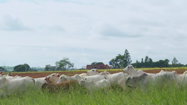 Fazenda Gado Corte Mato Grosso