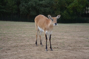Cobe de Lechwe