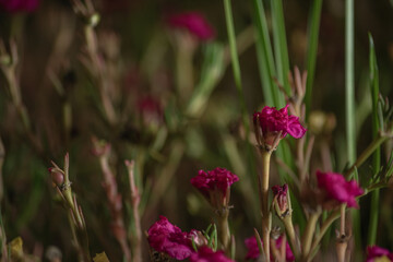 closeup 9 o'clock flower, Ghasful
