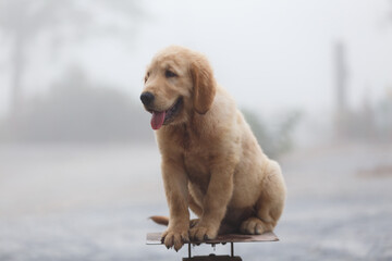 The puppy golden retreiver's sitting on scales.