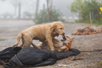 Two little dog playing and fighting