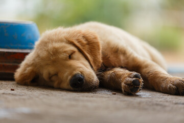 A little golden retriever resting after hard playing.