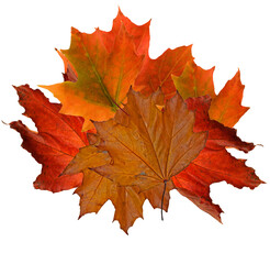 Colorful dried maple leaves on a white background