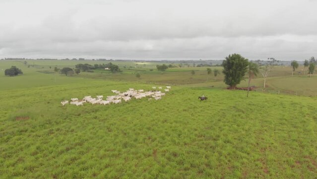 Fazenda Gado Corte Mato Grosso