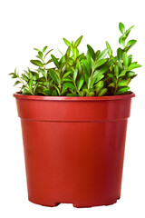branches of boxwood in a pot isolated on white background