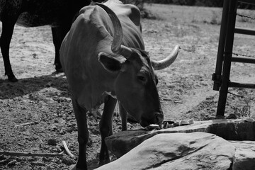 Texas longhorn cow eating off of rock on farm closeup in black and white.