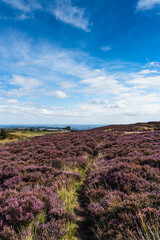 Heather on the moors with blue skies in the Peak District